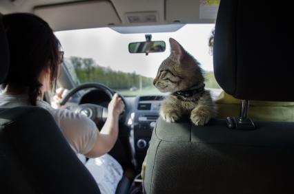 Самара.  Котенок в автомобиле.