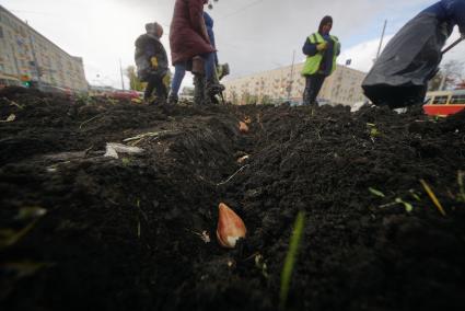 Екатеринбург. Женщины высаживают луковицы тюльпана в клумбу перед началом зимы.