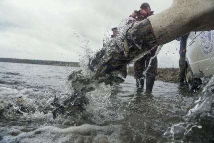 Свердловская область. Зарыбление Нижне-Мариинского водохранилища. Сотрудники Рефтинского рыбного хозяйства вымускают 10000 мальков толстолобика для восстановления их популяции экологической ситуации