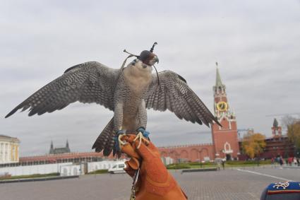 Москва.  Сотрудник орнитологической службы  Кремля держит ястреба.