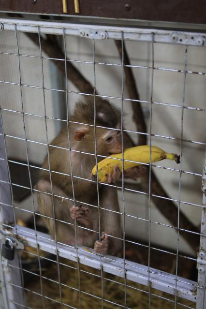 Диск 368 маленькая обезьяна в клетке с бананом кушает банан