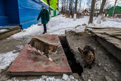 Магаданская область,  Усть-Омчуг. Котята греются на теплотрассе.