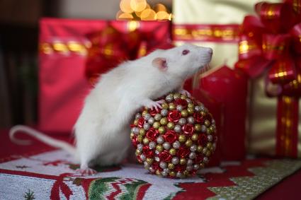 Самара. Крыса и новогодние подарки.