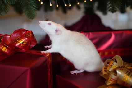Самара. Крыса и новогодние подарки.