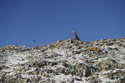 Свердловская область. Каменск-Уральский мусорный полигон для сбора и сортировки ТБО. Переход города на полный цикл обращения с твердыми коммунальными отходами в рамках национального проекта \'Экология\'