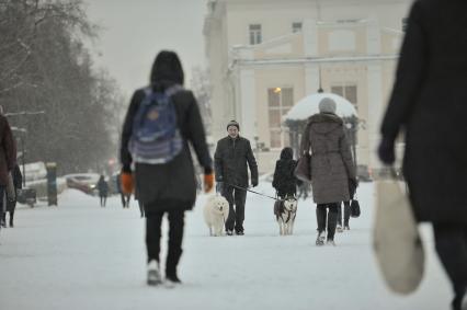 Екатеринбург. Жител города гуляет с собаками породы Хаски и самоед, по набережной городского пруда во время снегопада