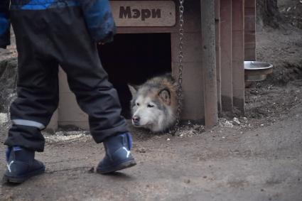 Москва.  Собаки породы хаска в столичном хаски-парке в Сокольниках.