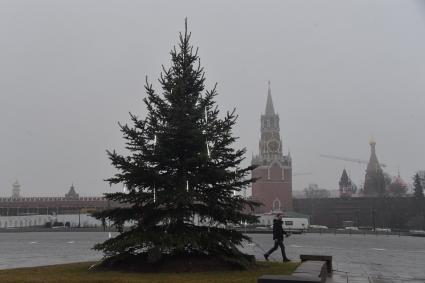 Москва.  Новогодняя елка в Московском Кремле.