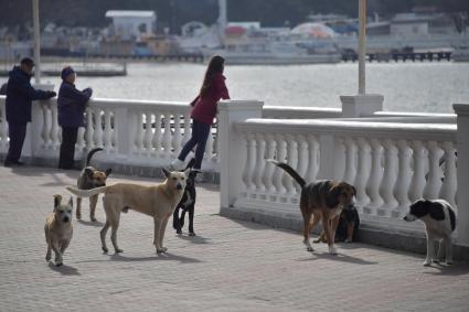 Геленджик.   Бездомные собаки на городской набережной.