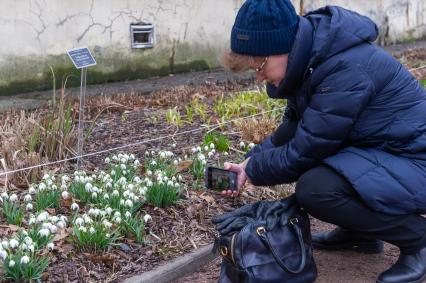 Санкт-Петербург.  Женщина фотографирует Белоснежный подснежник   в Ботаническом саду Петра Великого.