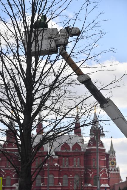 Москва. Сотрудник коммунальных служб подрезает деревья.