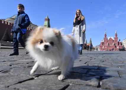 Москва.   Женщина с собачкой гуляет по Красной площади.