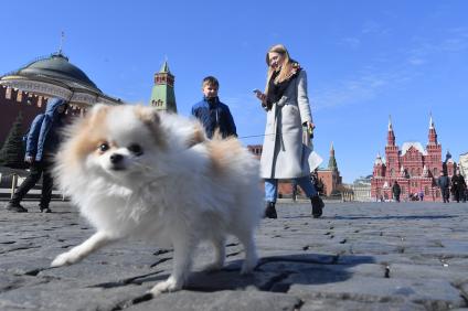 Москва.   Женщина с собачкой гуляет по Красной площади.