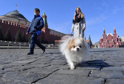 Москва.   Женщина с собачкой гуляет по Красной площади.