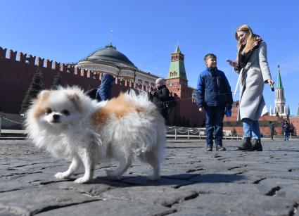 Москва. Женщина с собачкой гуляет по Красной площади.