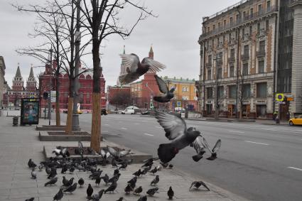 Москва.   Стая голубей на Тверской улице.