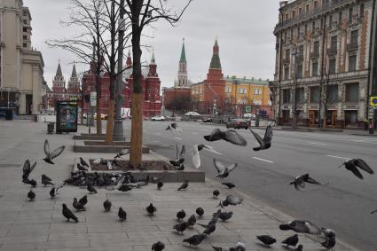 Москва.   Стая голубей на Тверской улице.