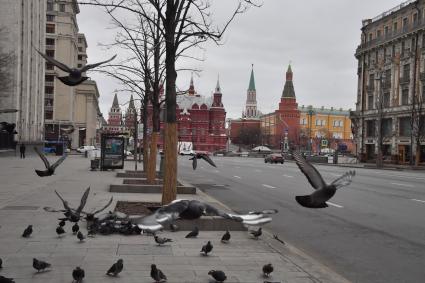 Москва.   Стая голубей на Тверской улице.