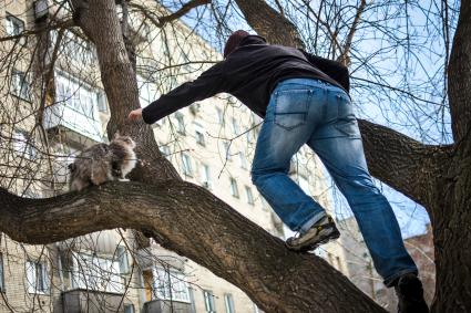 Новосибирск.  Мужчина снимает кошку с дерева.