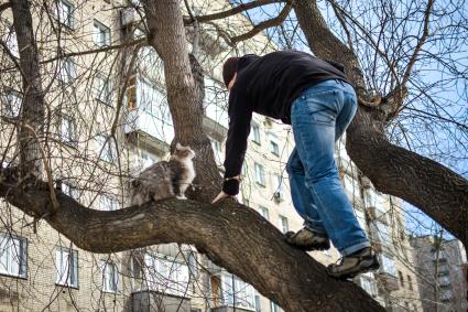 Новосибирск. Мужчина снимает кошку с дерева.