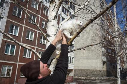 Новосибирск.  Мужчина снимает кошку с дерева.