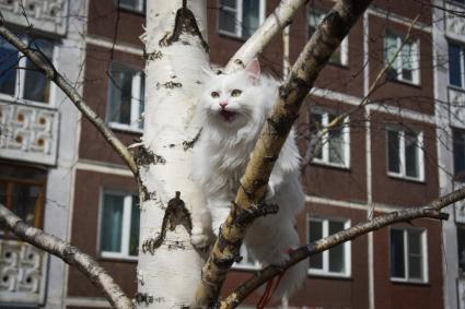 Новосибирск. Кошка на дереве.