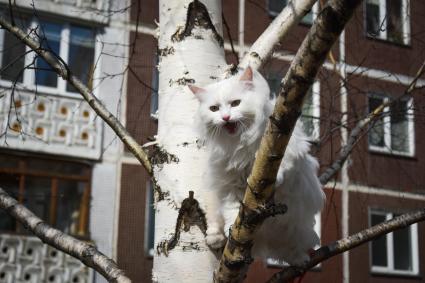 Новосибирск. Кошка на дереве.
