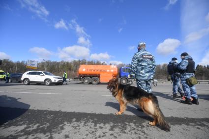 Москва. Сотрудник дорожно-патрульной службы ГИБДД во время проверки электронного пропуска у водителя на блокпосту при въезде в Москву.