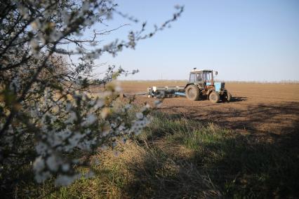 Ставрополь. Трактор засеивает поле подсолнечником в Ставропольском крае.