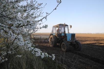 Ставрополь. Трактор засеивает поле подсолнечником в Ставропольском крае.