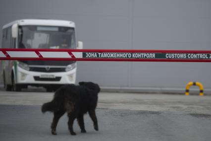 Екатеринбург. Октябрьский таможенный пост Екатеринбургской таможни. Бродячая собака у зоны таможенного контроля