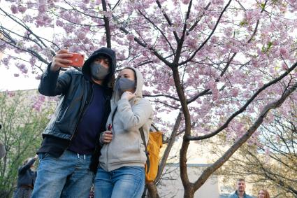 Санкт-Петербург. Посетители китайского `Сада дружбы` гуляют около цветущей сакуры.