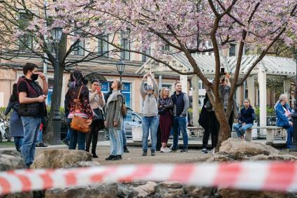 Санкт-Петербург. Посетители китайского `Сада дружбы` гуляют около цветущих сакур.