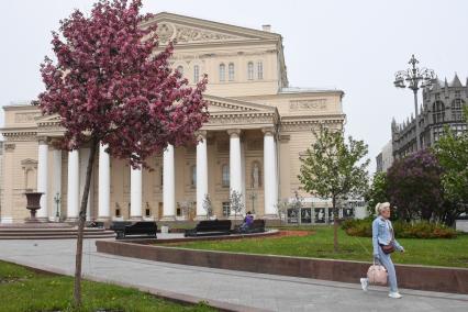 Москва. Цветущие деревья в сквере у Большого Театра.