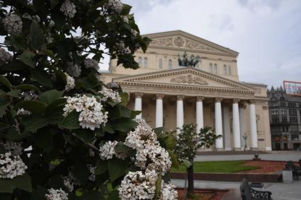 Москва. Цветение сирени в сквере у Большого Театра.