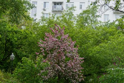 Москва. Цветущее дерево.