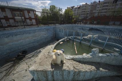 Екатеринбург. Белые медведи в вольере Екатеринбургского зоопарка. Из-за эпидемии новой коронавирусной инфекции COVID-19, зоопарк был закрыт для посещения с 25 марта 2020 года и понес большие финансовые потери, а животные стали скучать без людей