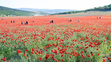 Крым, Село Терновка. Отдыхающие на маковом поле.