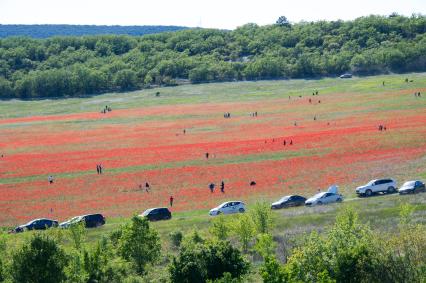 Крым, Село Терновка. Отдыхающие на маковом поле.