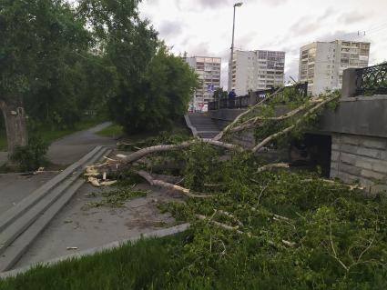 Екатеринбург. Дерево упавшее во время урагана перекрыло выход их подземного перехода