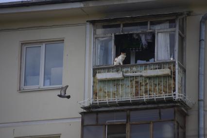 Екатеринбург. Кот сидя на барконе наблюдает за пролетающим голубем