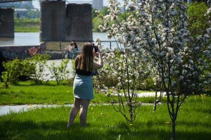 Новосибирск.  Девушка фотографирует цветущее дерево.