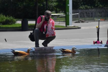 Москва. Мужчина фотографирует  утку в фонтане Парка Горького.