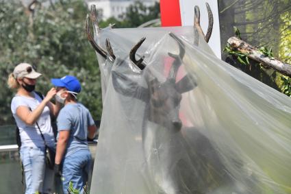 Москва. Жители города в Московском зоопарке, открывшемся  после ослабления ограничений, введенных из-за пандемии коронавируса.