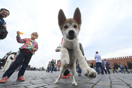 Москва. Девочка с собакой на Красной площади во время праздничных гуляний  в День города.