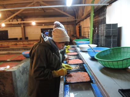 о. Итуруп. Лососевый рыбоводный завод `Китовый`. Женщины перебирают икру, отделяя больные икринки от здоровых.