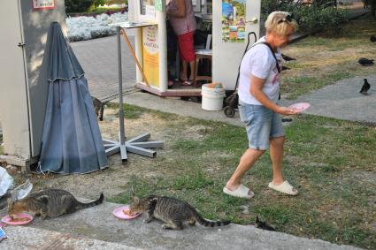 Сочи. Женщина кормит бездомных котов.