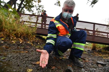 Москва. Мужчина держит в руке карасей во время вылова из прудов в парке `Зарядье` для отправки на зимовку.