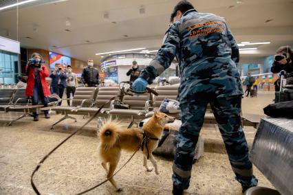 Москва, аэропорт Шереметьево. Сотрудница службы безопасности аэропорта со служебной собакой  породы шалайка (гибрид шакала и лайки) во время патрулирования аэропорта.