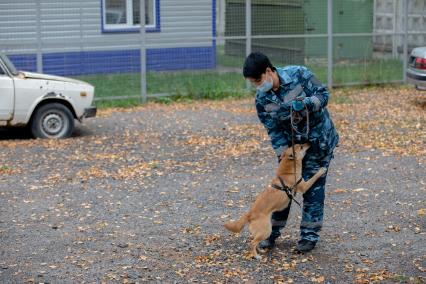 Москва.  Кинолог с одной из служебных собак породы шалайка (гибрид шакала и лайки) кинологического подразделения авиакомпании  Аэрофлот  в аэропорту Шереметьево.